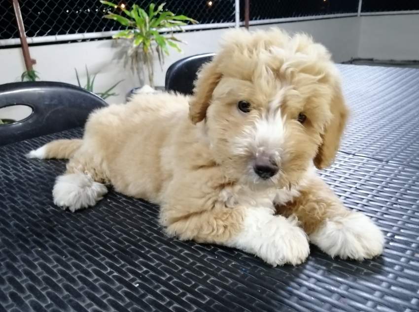 Chiot-Griffon Nain-2 mois et demi  - 0 - Dogs  on Aster Vender