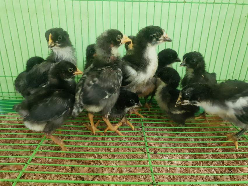 Poussin local - 0 - Birds  on Aster Vender