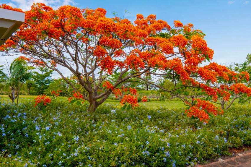 Best Land DEAL at Royal Park Balaclava - 3 - Land  on Aster Vender