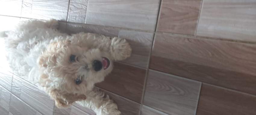 Griffon  - 1 - Dogs  on Aster Vender