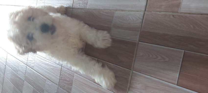 Griffon  - 2 - Dogs  on Aster Vender