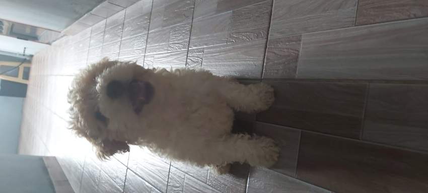 Griffon  - 0 - Dogs  on Aster Vender