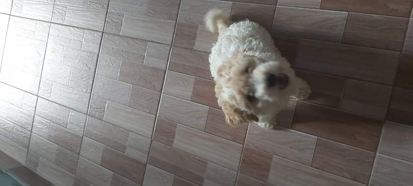 Griffon  - 4 - Dogs  on Aster Vender