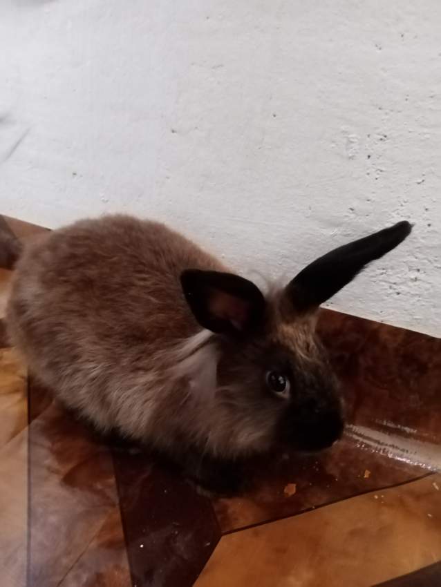 Angora rabbit  - Rabbit at AsterVender