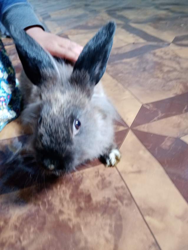 Angora rabbit  - 1 - Rabbit  on Aster Vender