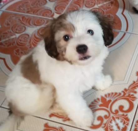 Chien griffon nain pur sang a vendre - 3 - Dogs  on Aster Vender