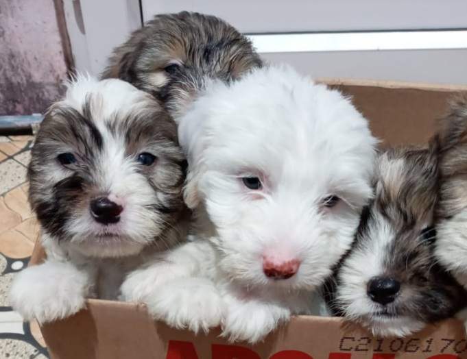 Chien griffon nain pur sang a vendre - 1 - Dogs  on Aster Vender