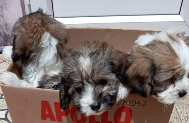 Chien griffon nain pur sang a vendre - 2 - Dogs  on Aster Vender