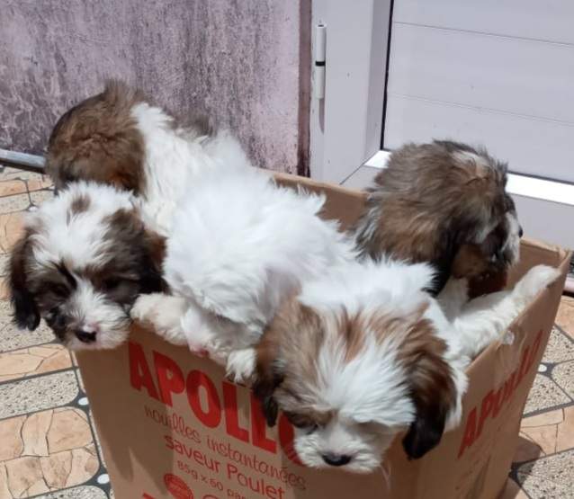 Chien griffon nain pur sang a vendre - 0 - Dogs  on Aster Vender