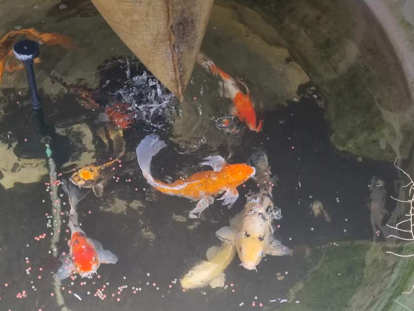 koi fish ranging from 30 cm to 50 cm - 0 -  Aquarium fish  on Aster Vender