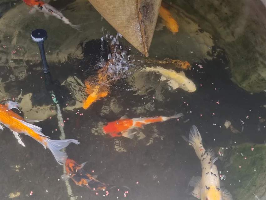 koi fish ranging from 30 cm to 50 cm - 4 -  Aquarium fish  on Aster Vender