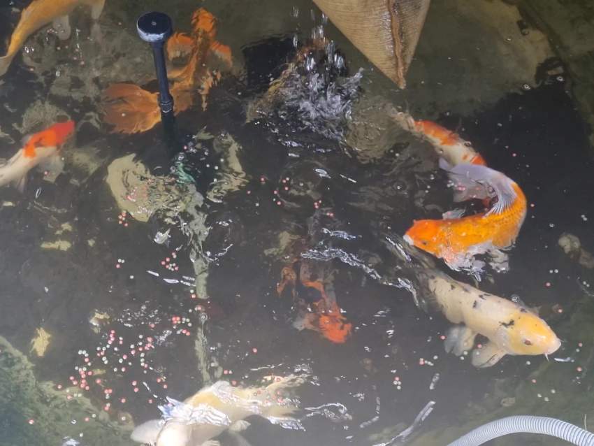 koi fish ranging from 30 cm to 50 cm - 2 -  Aquarium fish  on Aster Vender