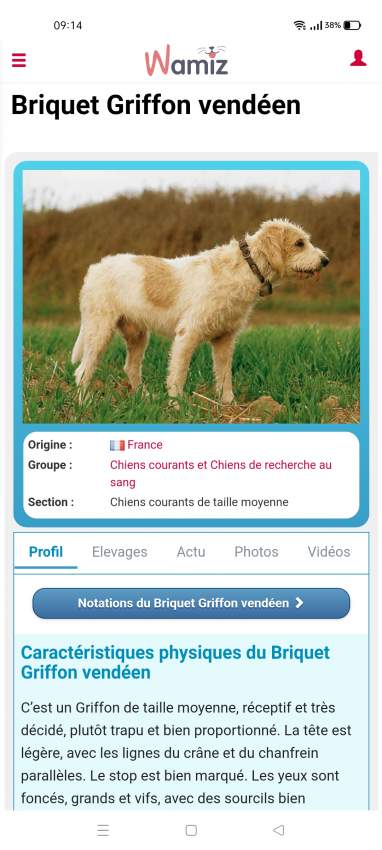 Briquet griffon vendeen - 2 - Dogs  on Aster Vender