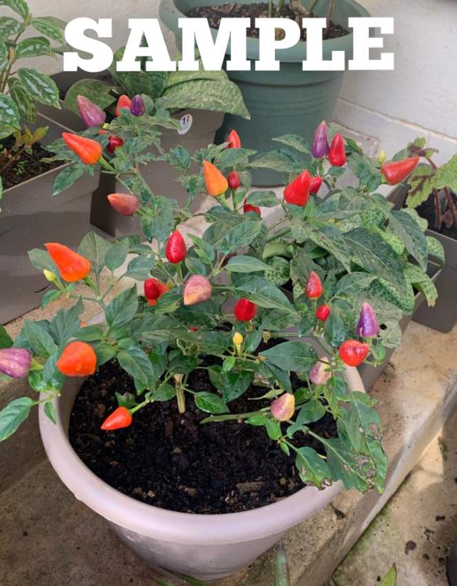 Piment Ornamental  - 0 - Garden Decorations  on Aster Vender