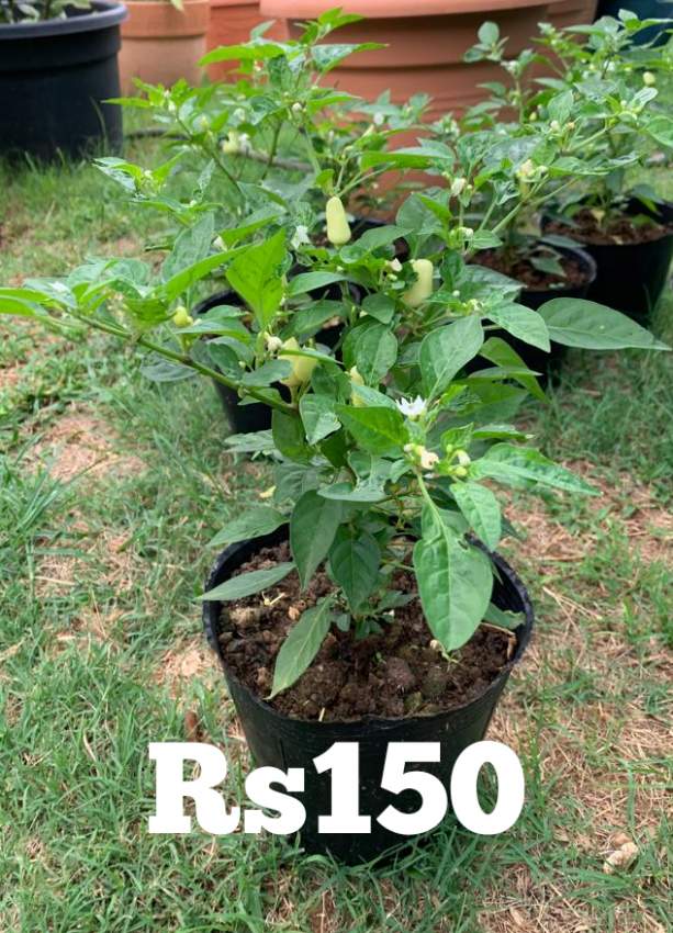 Piment Ornamental  - 1 - Garden Decorations  on Aster Vender