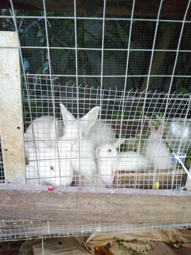 Lapinino blanc au yeux rouge - 0 - Rabbit  on Aster Vender