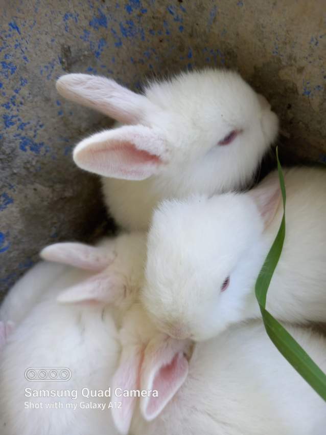 Cute well treated rabbit white with red eyes - Rabbit on Aster Vender