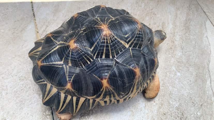Radiata tortoise  on Aster Vender