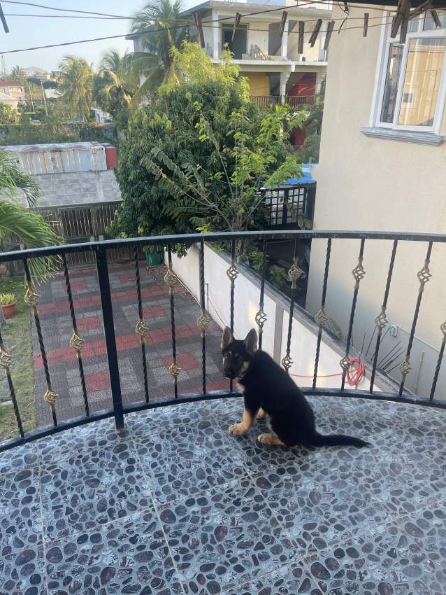 German Shepard pup - 1 - Dogs  on Aster Vender