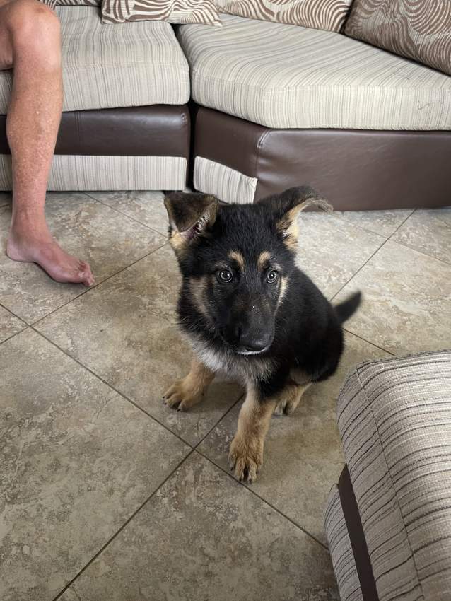 German Shepard pup - 3 - Dogs  on Aster Vender