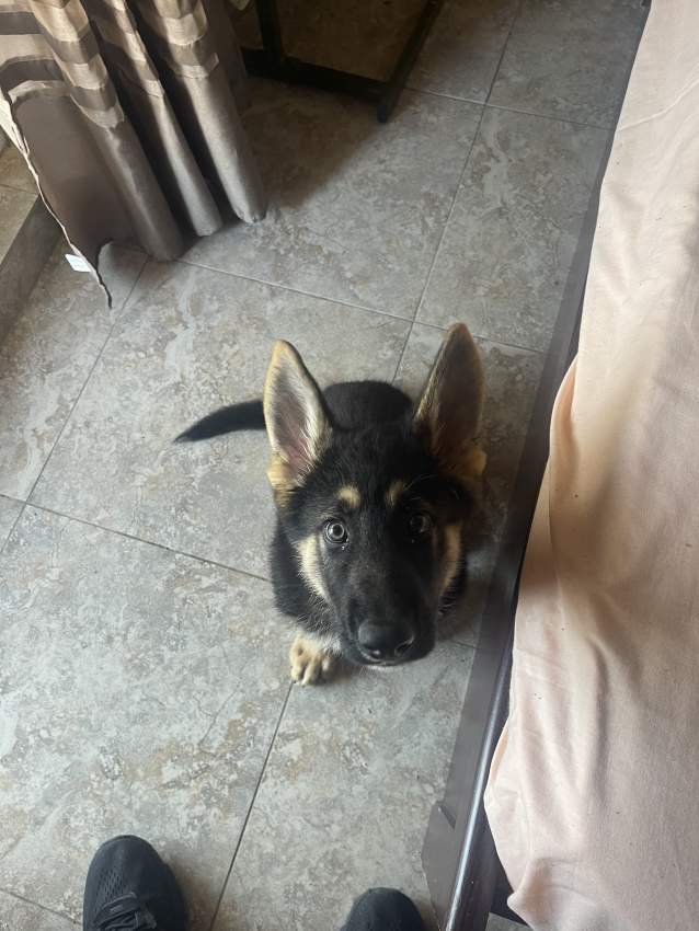German Shepard pup - 0 - Dogs  on Aster Vender