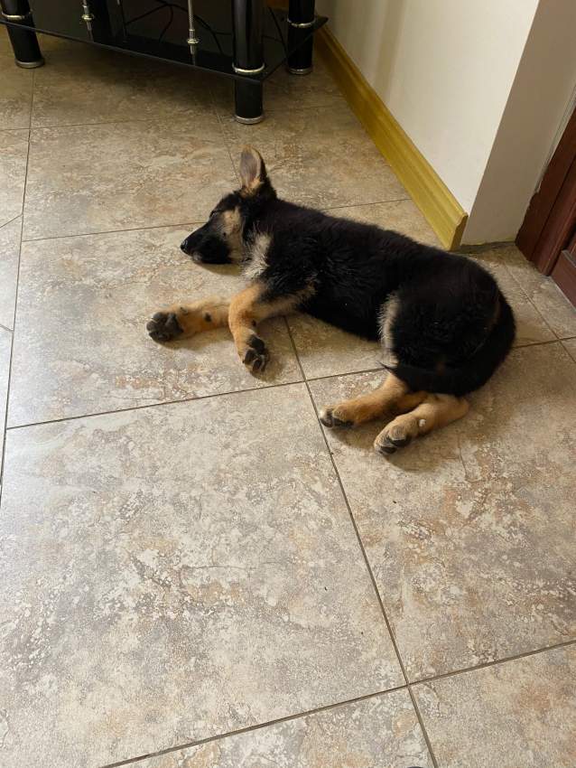 German Shepard pup - 2 - Dogs  on Aster Vender