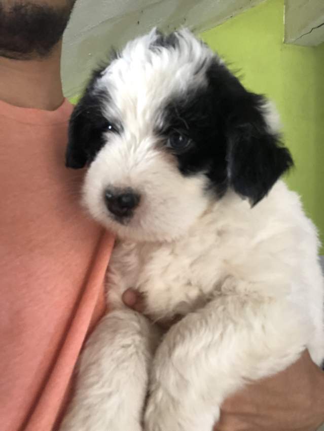 Griffon pure breed - 2 - Dogs  on Aster Vender