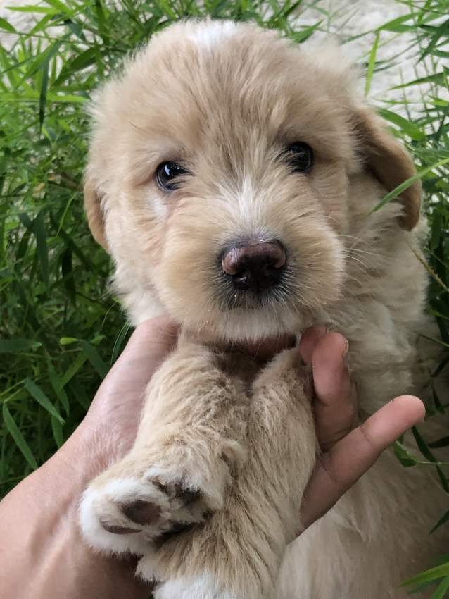 Griffon pure breed - 3 - Dogs  on Aster Vender