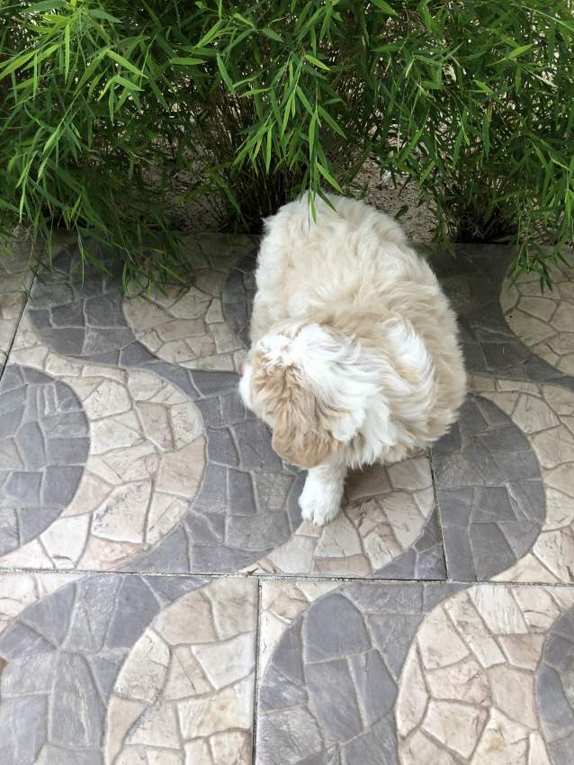 Griffon pure breed - 0 - Dogs  on Aster Vender