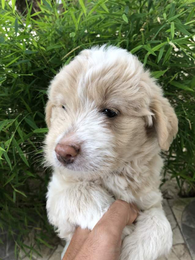 Griffon pure breed - 1 - Dogs  on Aster Vender