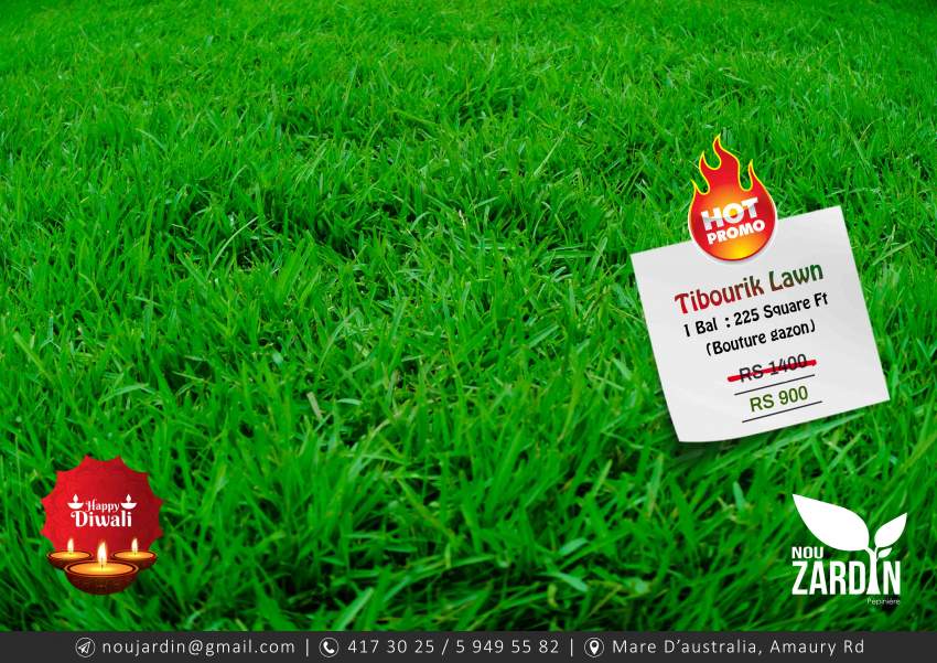 Diwali Promo - Tibourik Lawn - 0 - Plants and Trees  on Aster Vender