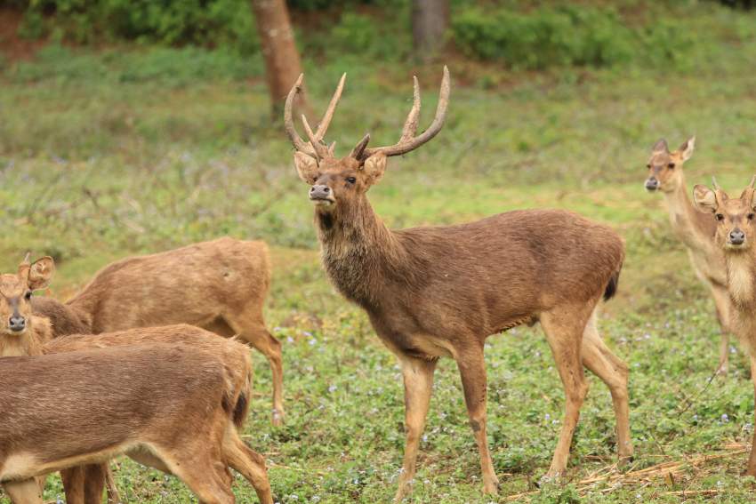semiauto SVD clone .308win - 0 - Hunter's zone  on Aster Vender