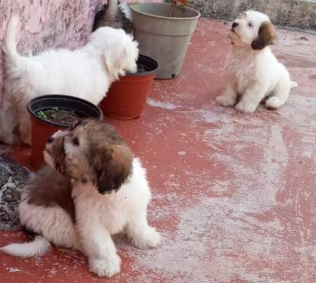 Chien griffon nain pur sang a vendre - 7 - Dogs  on Aster Vender