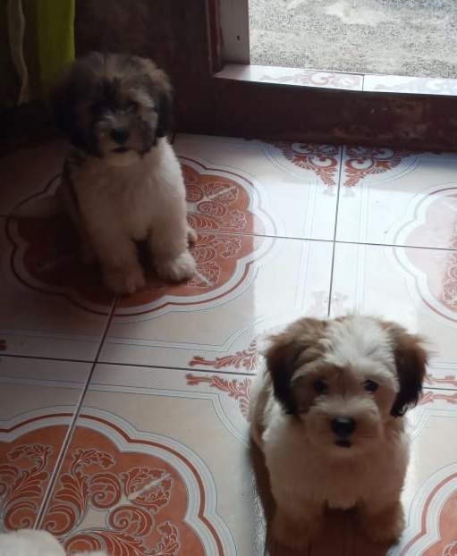 Chien griffon nain pur sang a vendre - 1 - Dogs  on Aster Vender