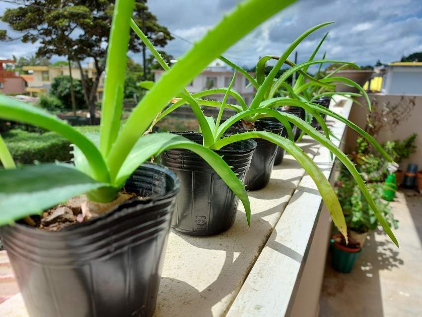 Aloe Vera plants - Plants and Trees at AsterVender