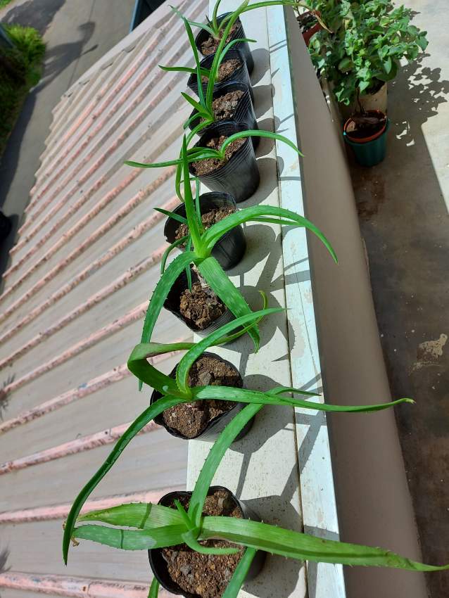 Aloe Vera plants - 4 - Plants and Trees  on Aster Vender