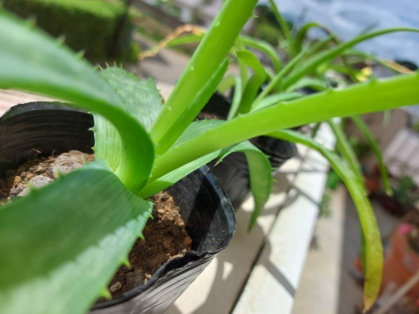 Aloe Vera plants - 1 - Plants and Trees  on Aster Vender
