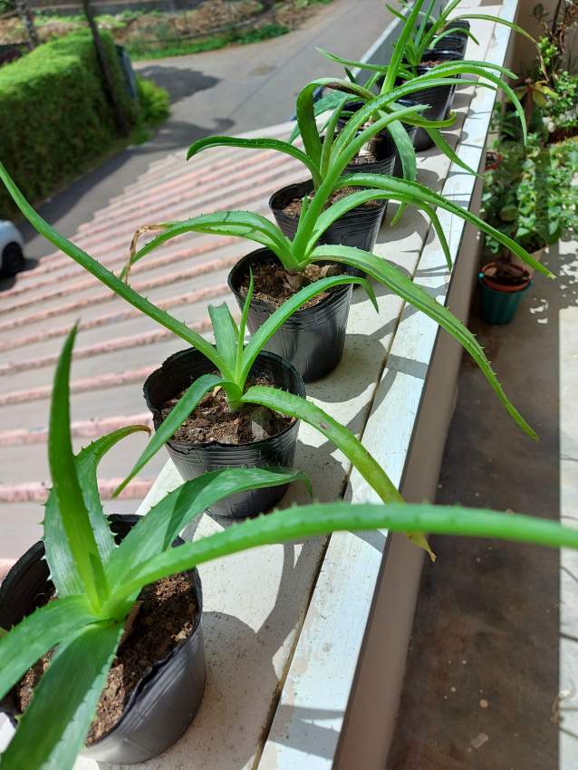 Aloe Vera plants - 3 - Plants and Trees  on Aster Vender