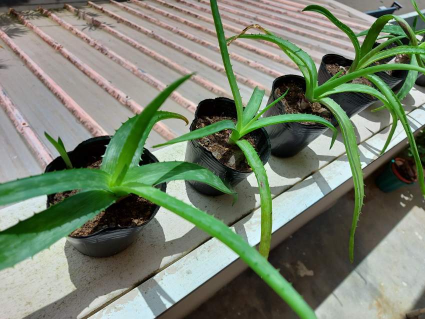 Aloe Vera plants - 2 - Plants and Trees  on Aster Vender