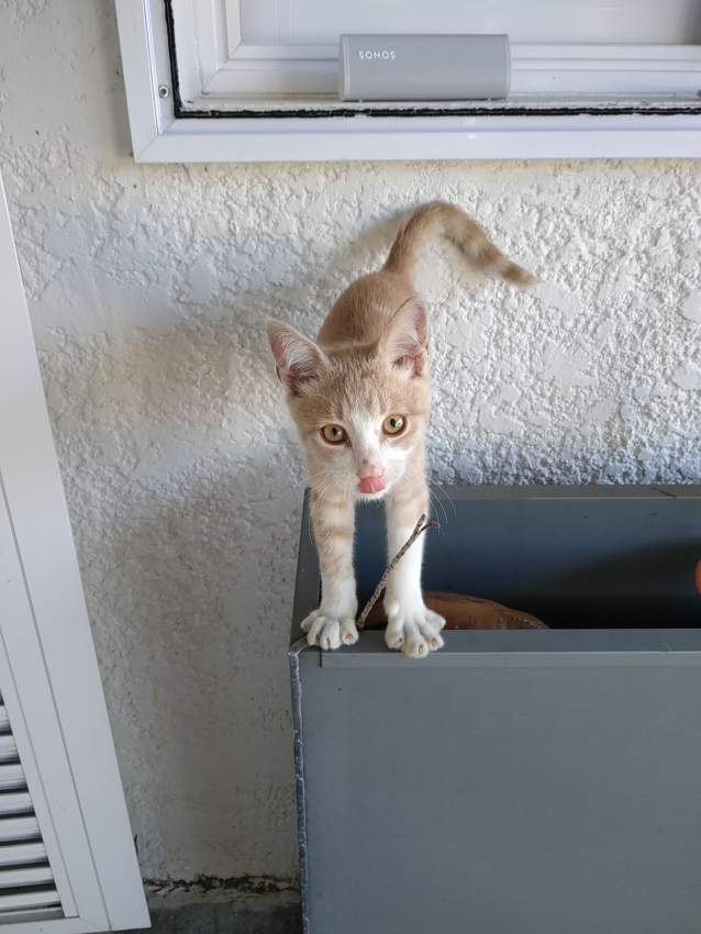 Donne petit chat femelle tigrée blanc et beige - 0 - Cats  on Aster Vender