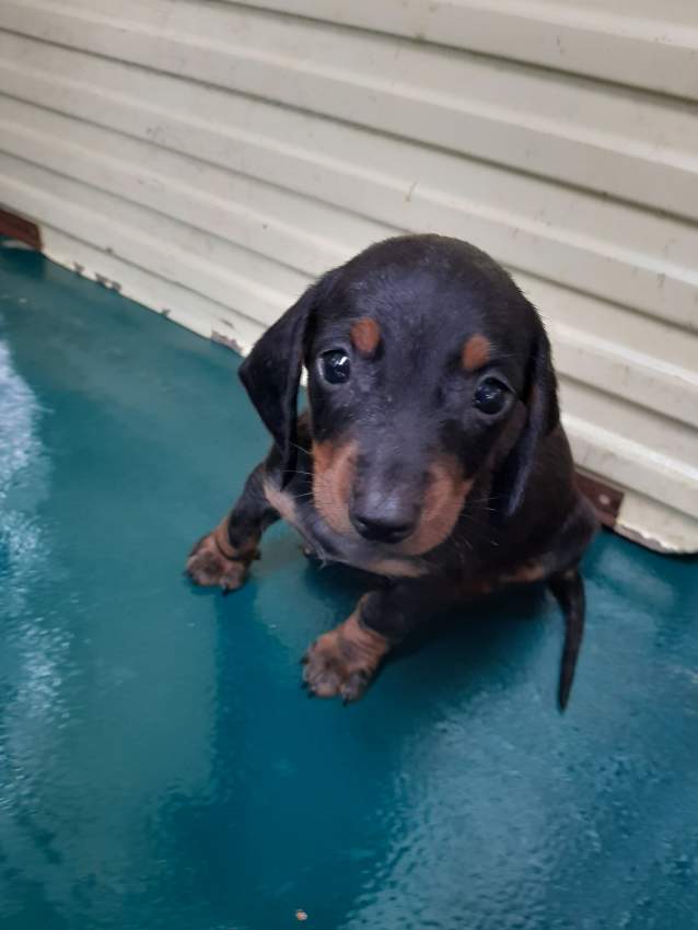 À vendre Teckel à poil ras de 2 mois vaccinés et vermifugés - 0 - Dogs  on Aster Vender