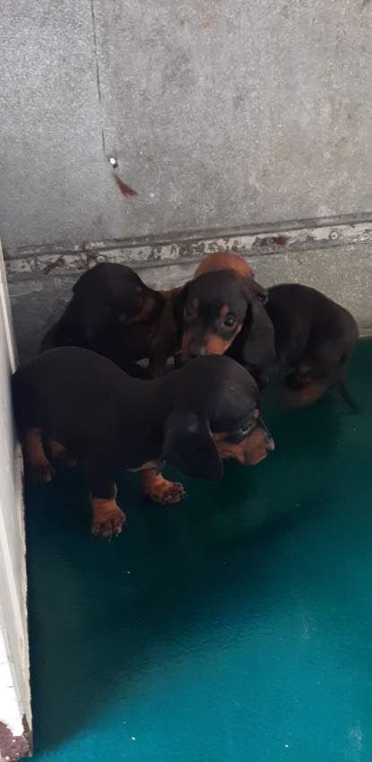 À vendre Teckel à poil ras de 2 mois vaccinés et vermifugés - 4 - Dogs  on Aster Vender