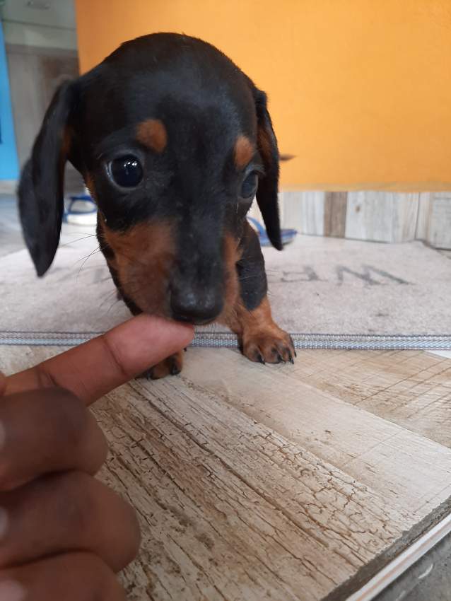 À vendre Teckel à poil ras de 2 mois vaccinés et vermifugés - 10 - Dogs  on Aster Vender