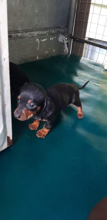 À vendre Teckel à poil ras de 2 mois vaccinés et vermifugés - 2 - Dogs  on Aster Vender