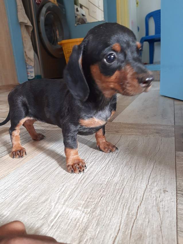 À vendre Teckel à poil ras de 2 mois vaccinés et vermifugés - 8 - Dogs  on Aster Vender