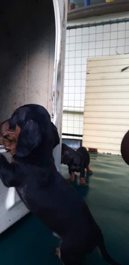 À vendre Teckel à poil ras de 2 mois vaccinés et vermifugés - 3 - Dogs  on Aster Vender