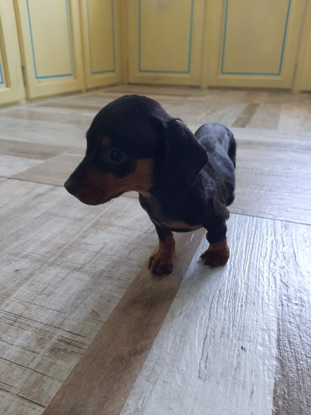 À vendre Teckel à poil ras de 2 mois vaccinés et vermifugés - 9 - Dogs  on Aster Vender