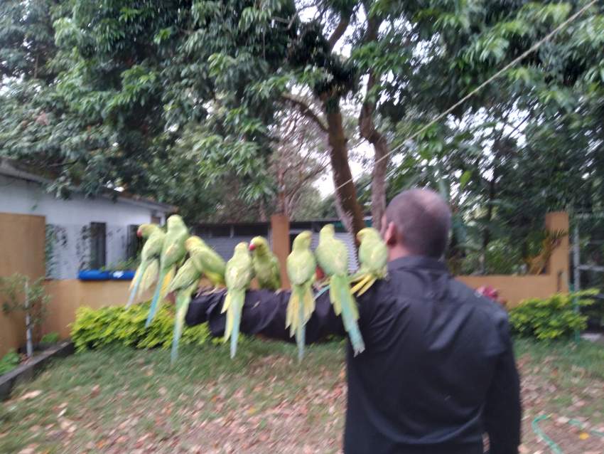 Cato vert apprivoisés  - 0 - Birds  on Aster Vender