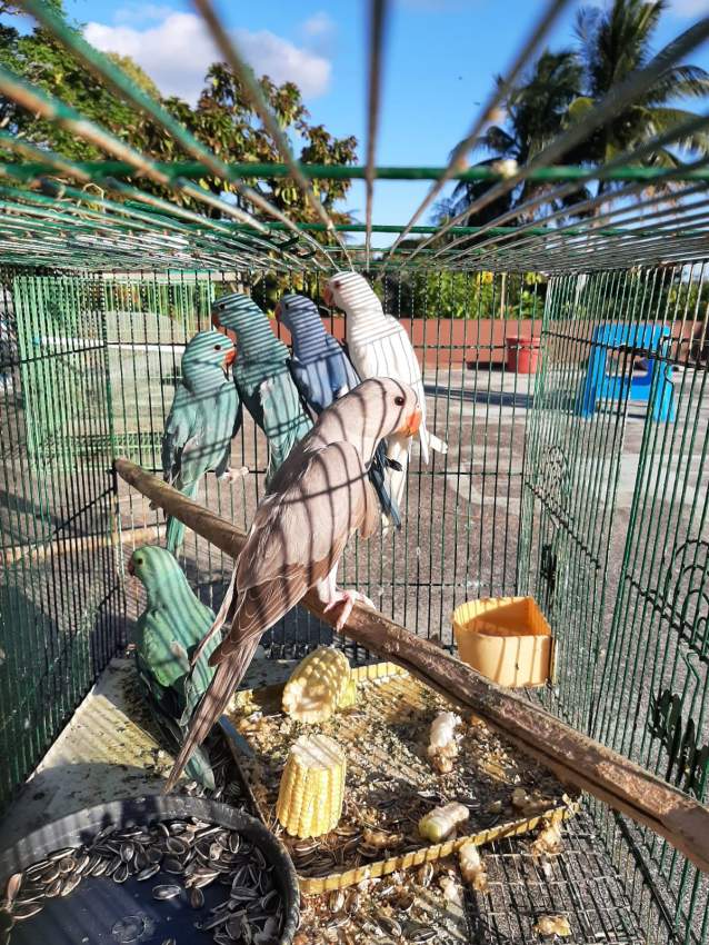 Blue parrot and marron chocolate for sale - Birds on Aster Vender