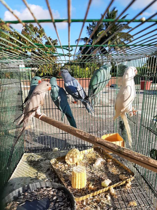 Blue parrot and marron chocolate for sale - 2 - Birds  on Aster Vender